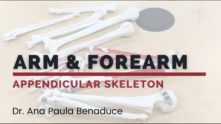 Dr. Benaduce: Appendicular Skeleton - Upper Limb