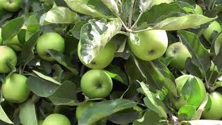 Humla  apple