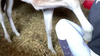 moos foal athena