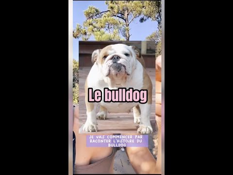 Vidéo: Difformités De Race De Bulldog