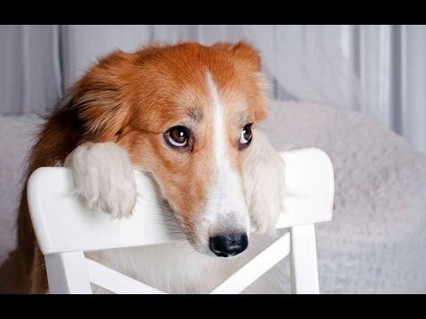Vidéo: 10 chiens dont les visages 