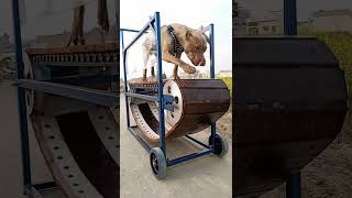 slatmil/treadmill/dog running machine....large size...made in Pakistan... by Ustad noman Khan