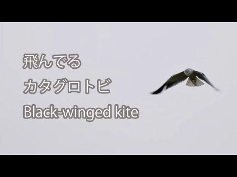 【飛んでる】カタグロトビ Black-winged kite