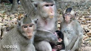 They so love and taking care new born monkey, sweet family new born baby monkey