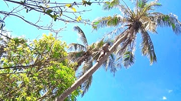Thợ Cưa Leo Cây Dừa Cao Đẹp Mắt/ Tung Vlog