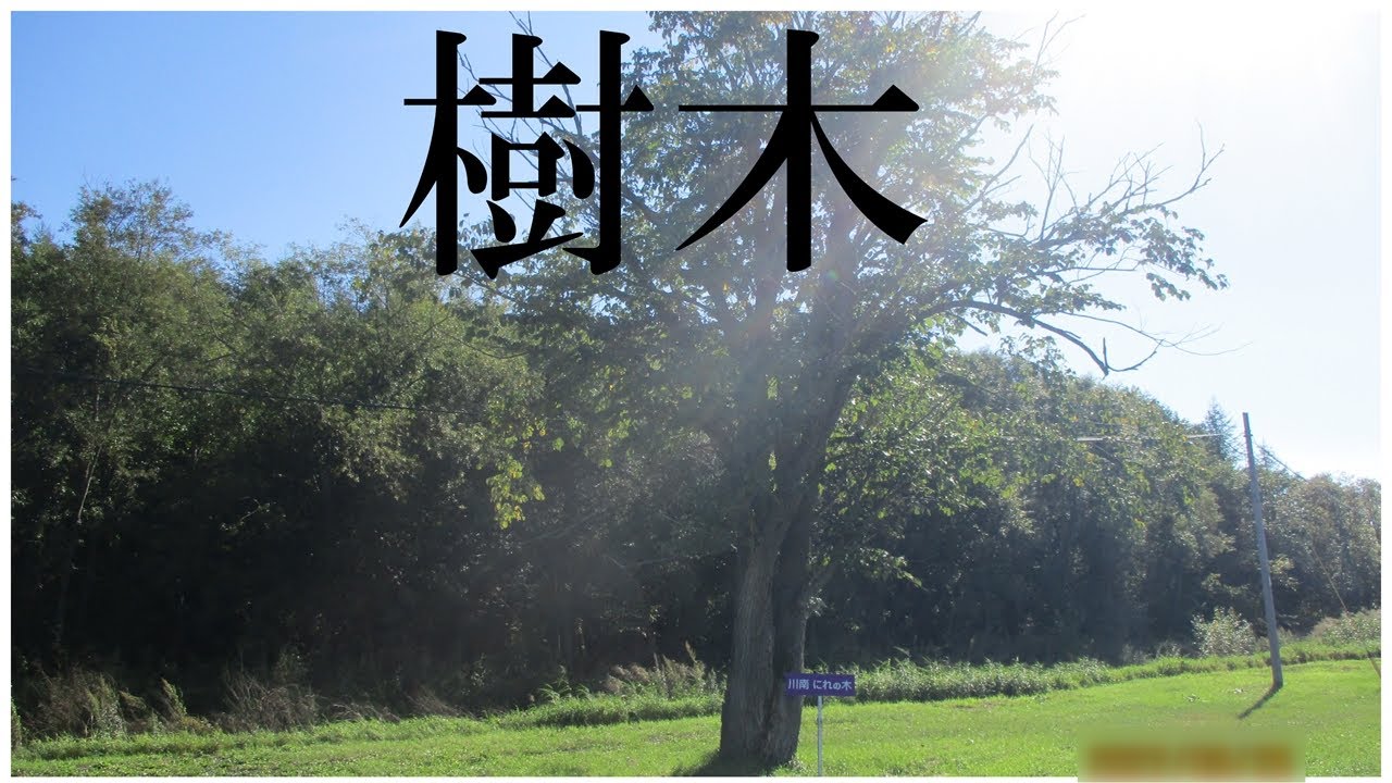 樹木 置戸町で市街地逝くのに遠回りして偶然見つけた川南のニレの木 Youtube