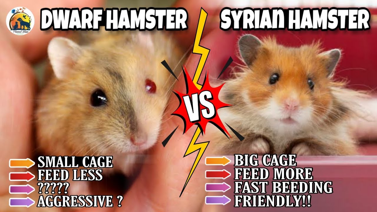 All About Syrian Hamsters - Petopedia