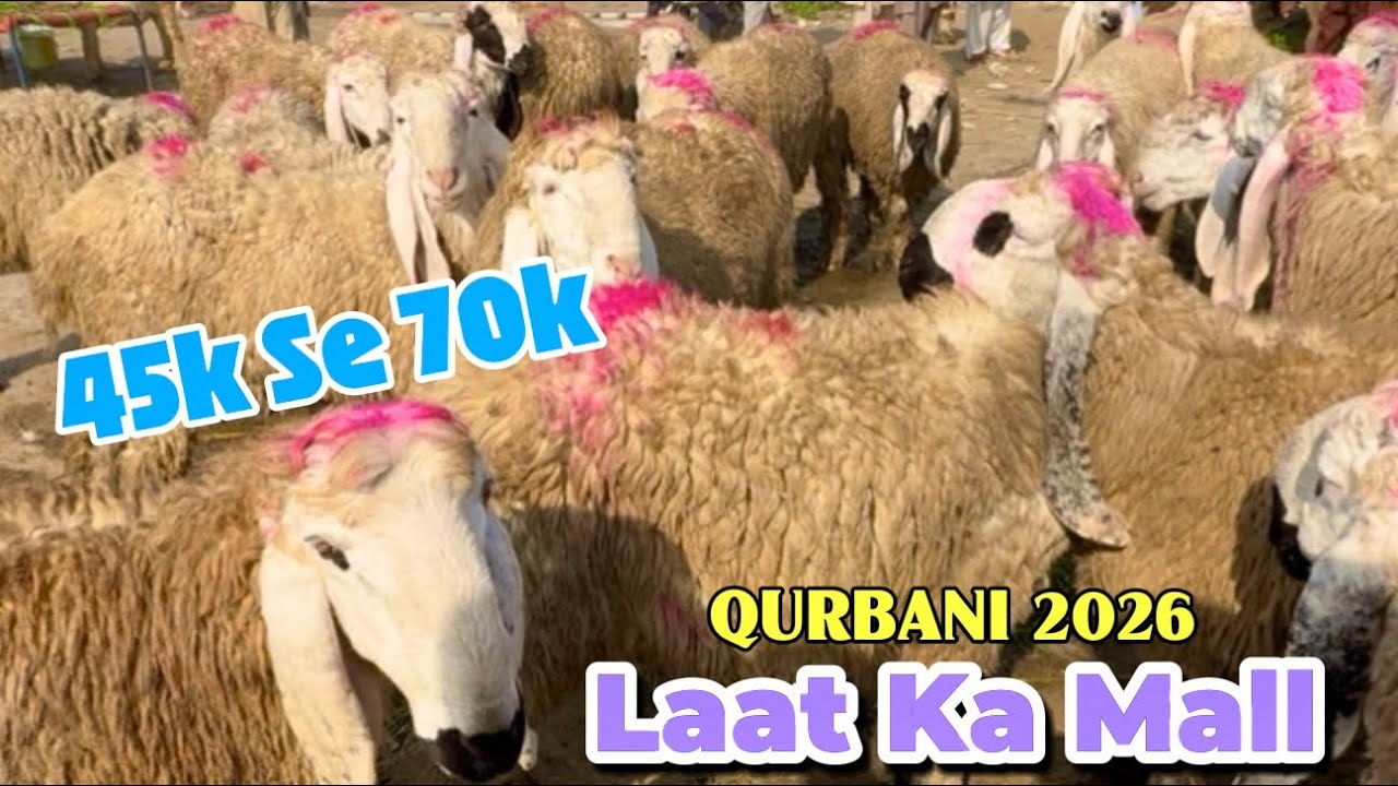 Laat Ka Mall jackabadi Chatre Qurbani 2026 | Mundre Chatre | Lahori Shauk | Shapur Kanjra Lahore 