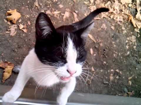 კნუტ ნორისი 1