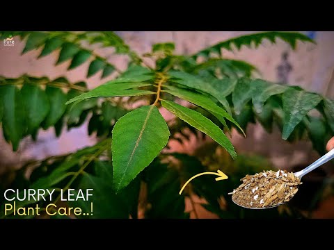 The Ultimate Guide On Curry Leaf Plant Care..!