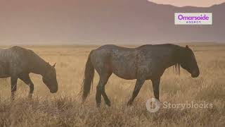 How Wild Horses Became Rideable | Ancient DNA Reveals the Secret