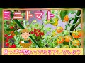 ミニトマト/差が出る6月葉っぱが枯れてきたらアレをする/プランター栽培/家庭菜園/2023年