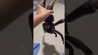 pet coconut crab 🦀