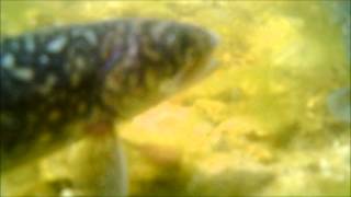 April Lake Trout Stocking