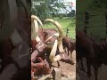 ANKOLE WATUSI CATTLE Biggest Bulls And Cow Cows Bulls Ankole