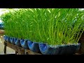 Mẹo trồng rau muống nhanh lớn siêu lẹ từ chai nhựa | Tips grow water spinach quickly grow super fast