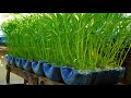 Mẹo trồng rau muống nhanh lớn siêu lẹ từ chai nhựa | Tips grow water spinach quickly grow super fast