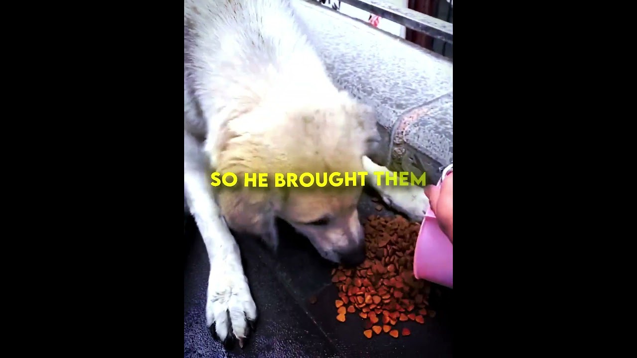 Watch These Puppies Eat for the First Time Ever!