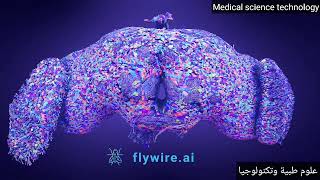 First map of every neuron in an adult brain has been produced for a fruit fly