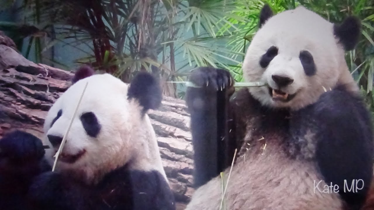 Panda Jia Panpan Is a Mama's Boy! (Calgary Zoo)