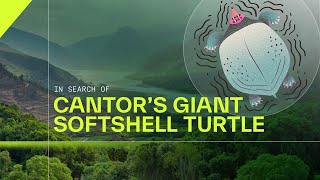 In search of Cantor's Giant Softshell Turtle | Nature in the Western Ghats | Studio BlueGreen
