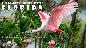 USA Florida State Symbols/Beautiful Places/Song SWANEE RIVER w/lyrics