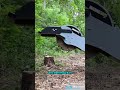 Mini Skid Steer: One Machine Replaces Your Entire Crew