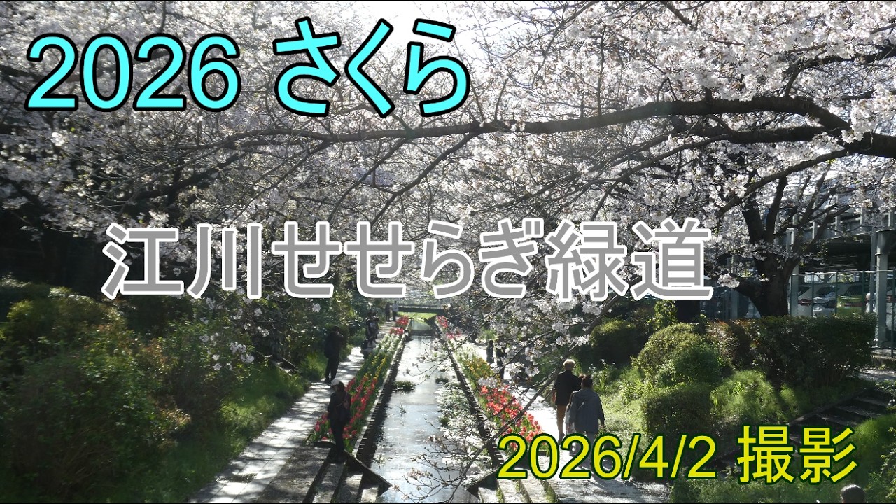 2026さくら⑥ LUMIX TZ99 江川せせらぎ緑道 第二弾 2026/4/2撮影 静止