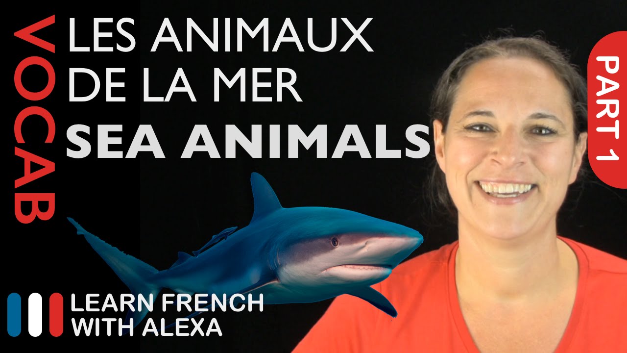 ⁣Sea Animals in French Part 1 (basic French vocabulary from Learn French With Alexa)