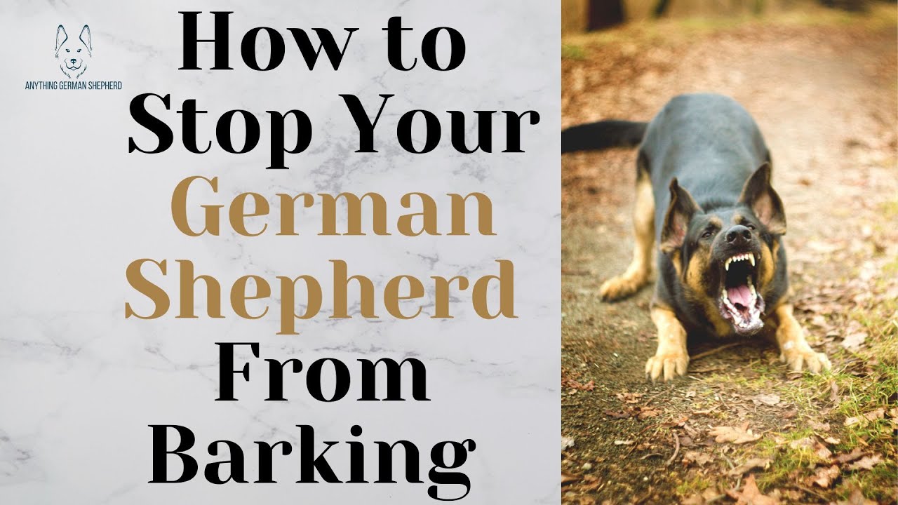 How to Stop Your German Shepherd From Barking - YouTube
