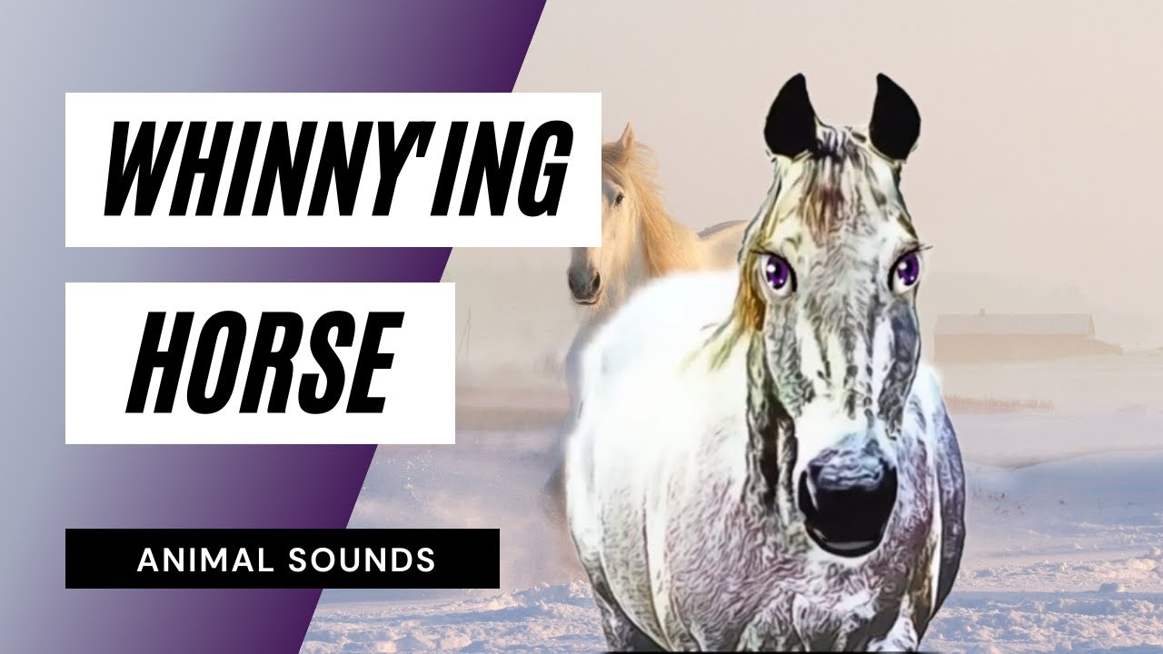Whinny'ing Horse horse whinnying / mp3 YouTube