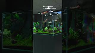 360° aquascape by @greenaquashop team 🤩Looking clean 😋#aquascape #aquarium #natureaquarium #fishtank
360° aquascape by @greenaquashop team 🤩Looking clean 😋#aquascape #aquarium #natureaquarium #fishtank 360° aquascape by @greenaquashop team 🤩Looking clean 😋#aquascape #aquarium #natureaquarium #fishtank