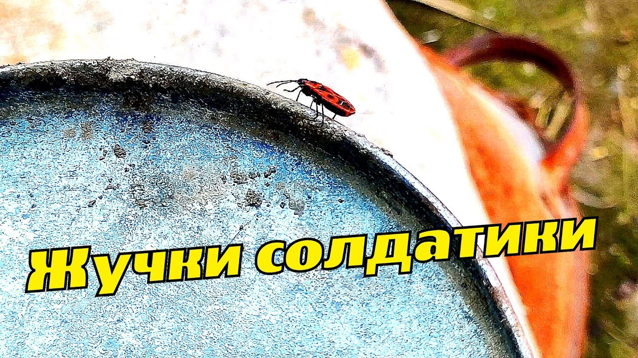 Жучки солдатики интересные насекомые Bugs soldiers interesting bugs ...
