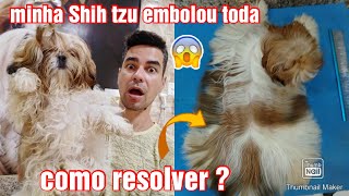 Seu Shih tzu embolou ? Veja dicas.