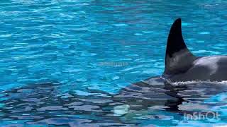 Keet/Makani close friends - Jan. 14, 2024 - SeaWorld San Diego by Tilikum16 584 views 2 months ago 2 minutes, 2 seconds
