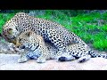 Leopard Mating | Honeymoon Leopard Couple Caught In Action At Serengeti National Park...!