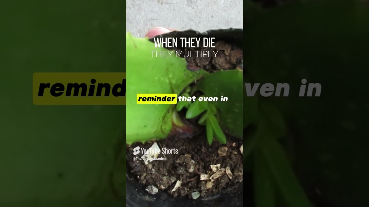 When Aloe vera dies, it multiplies