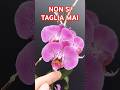 ORCHIDEE, ecco perché non DEVI TAGLIARE mai i FIORI #fiori #garden #giardinaggio #orchid