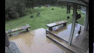 Coyote Attacks Chickens and Goats