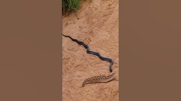 Thumbnail of snake song dance