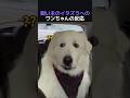 飼い主のイタズラへのワンちゃんの反応