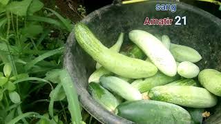 Ketimun Aneh Banget..