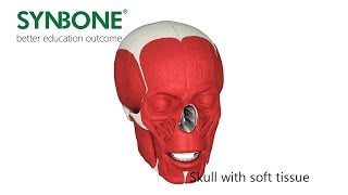 Skull with soft tissue screenshot 4