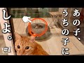 この日から1匹の茶トラ猫と小さな子猫の物語が始まりました。〜コハク8号とすずめの日々 #1 はじまり