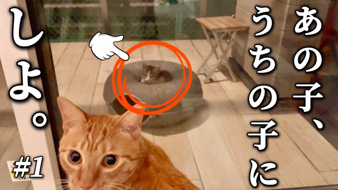 この日から1匹の茶トラ猫と小さな子猫の物語が始まりました。〜コハク8