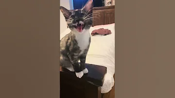 Everybody Scream Everybodyscream Kittensoftiktok Mixbreedkitten Toocute Catlovers Kittens 