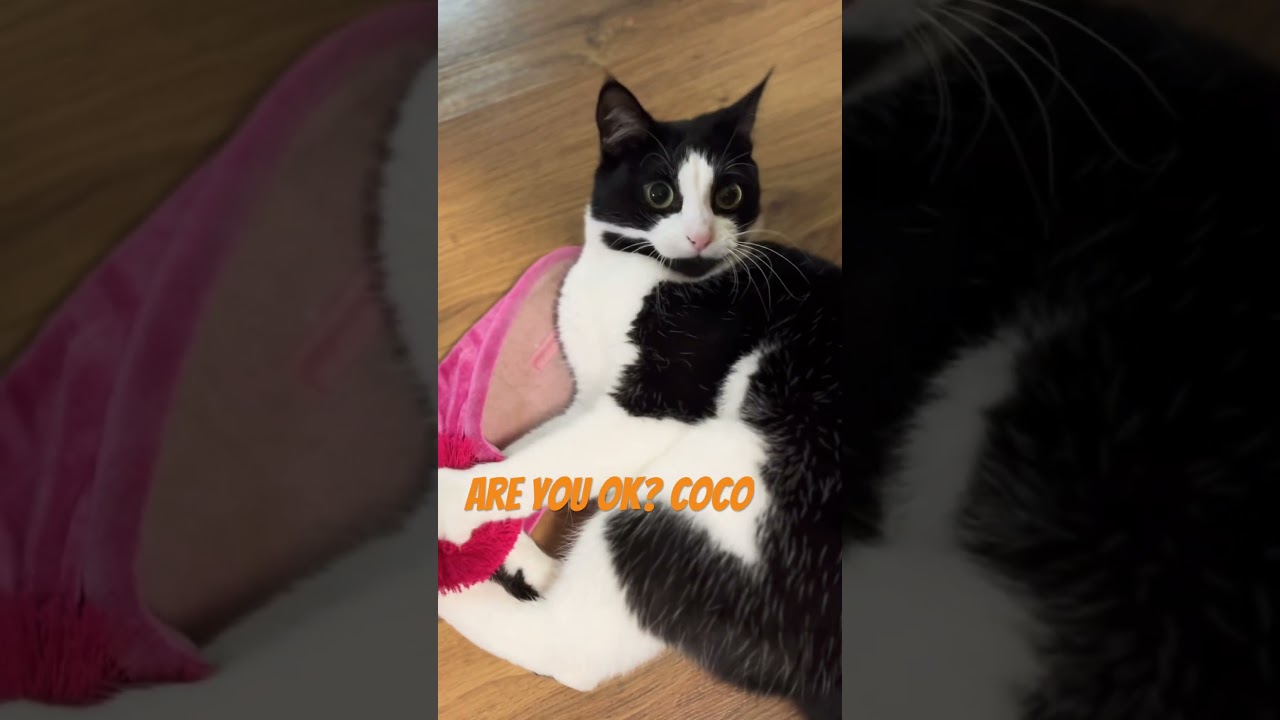 Coco (crazy version 2 )🤪😜😝cute criminal