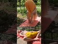yoga short video #yoga #short #fit #yoga #PolineYoga#flexibility #stretchlegs #contortion #splits