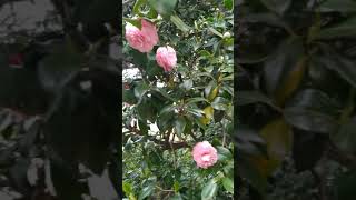 53+ Gambar Bunga Camelia Kekinian 53+ Gambar Bunga Camelia Kekinian
