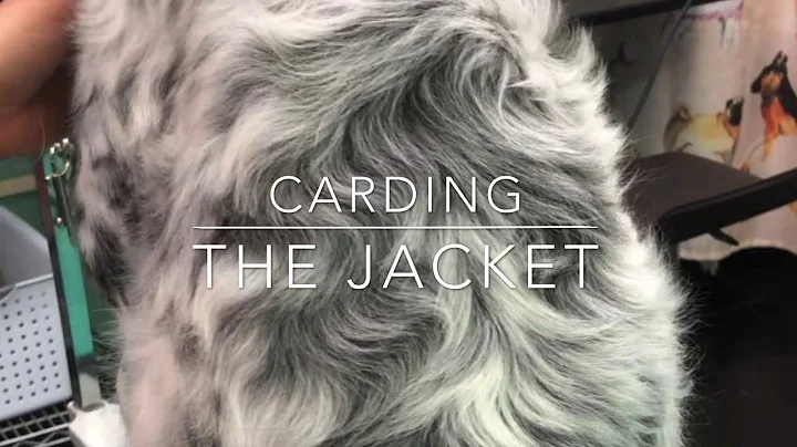 Carding a Setter Coat